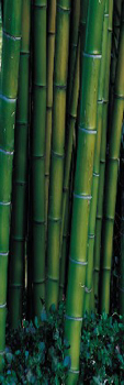 bamboo