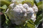 cauliflower